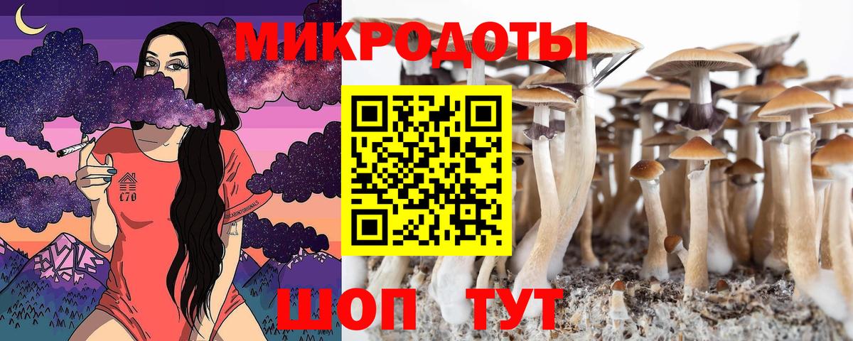 Псилоцибиновые грибы Psilocybe Муравленко